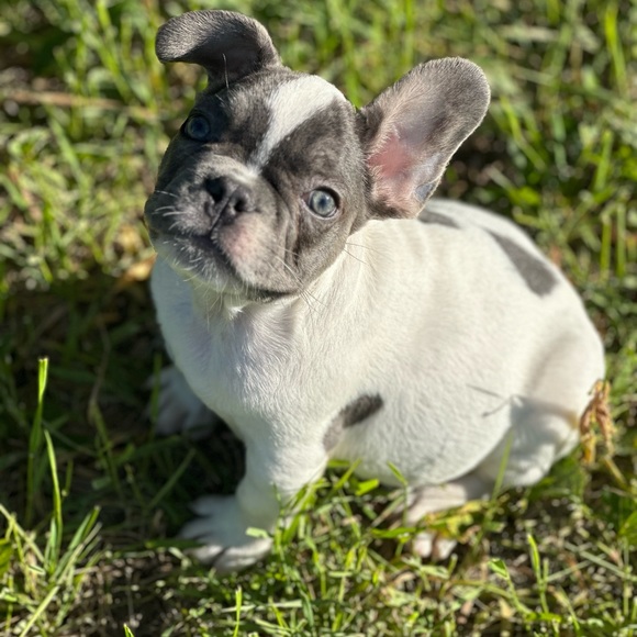 Live Notification!!! - Picture 3 of 5